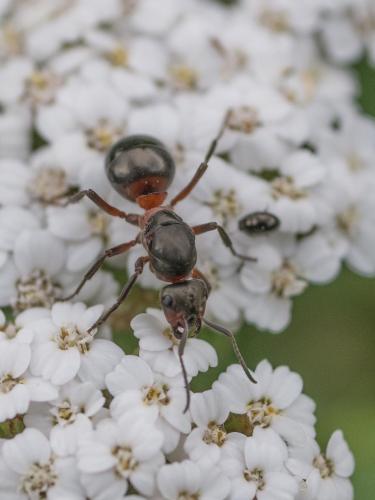 Réf. 262 755 : Formica sp.