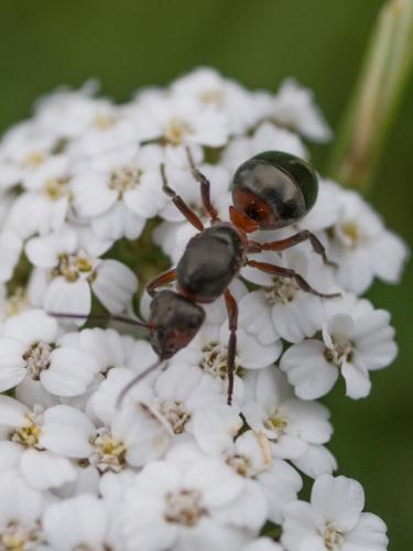 Réf. 262 756 : Formica sp.