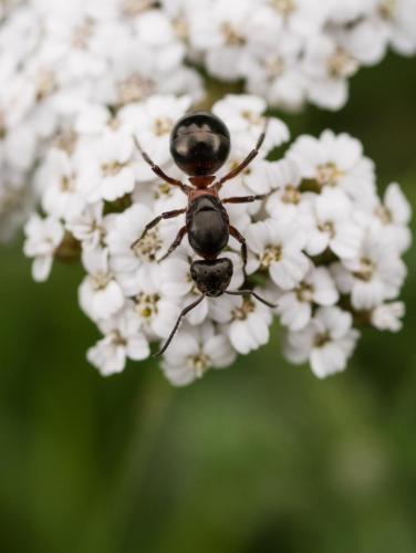 Réf. 262 726 : Formica sp.