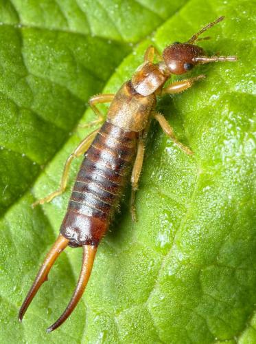 Apterygida media