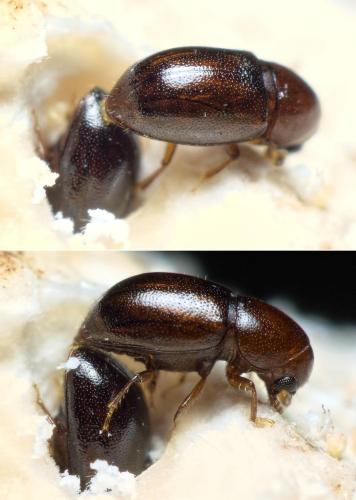 Réf. 262 095 : Octotemnus glabriculus