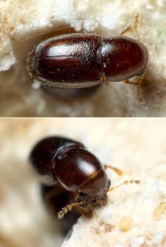 Octotemnus glabriculus