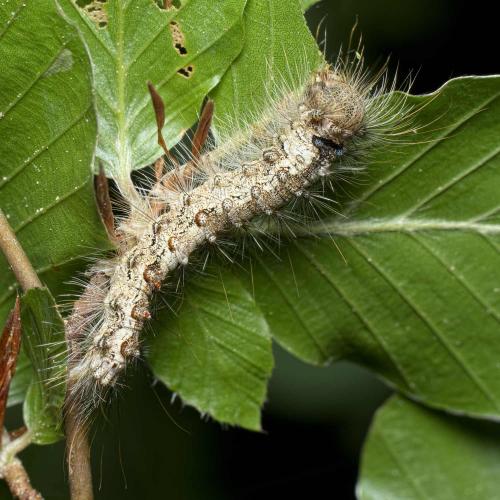 Lymantria monacha