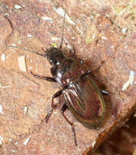 Pterostichus burmeisteri
