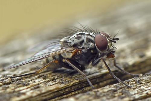Réf. 262 939 : Phaonia trimaculata