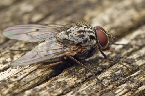 Réf. 262 940 : Phaonia trimaculata
