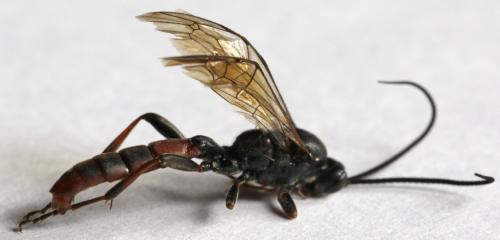 Coelichneumon haemorrhoidalis