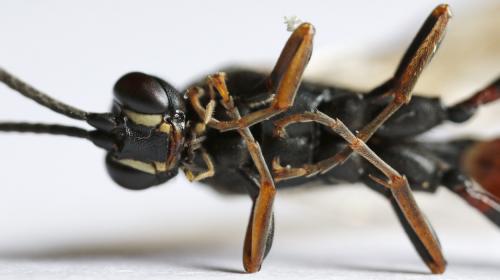 Coelichneumon haemorrhoidalis