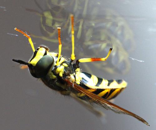 Réf. 262 543 : Chrysotoxum intermedium