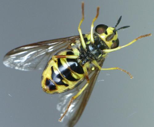 Réf. 262 575 : Chrysotoxum intermedium