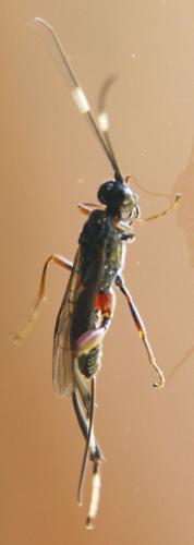 Réf. 262 789 : Wroughtonia spinator