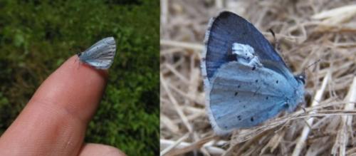 Celastrina argiolus