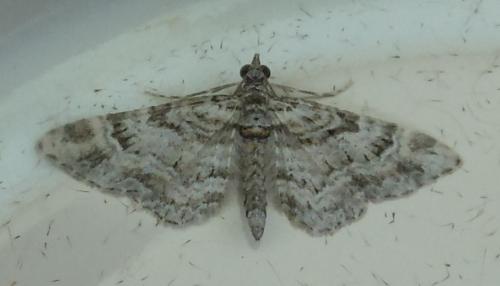Réf. 262 127 : Gymnoscelis rufifasciata