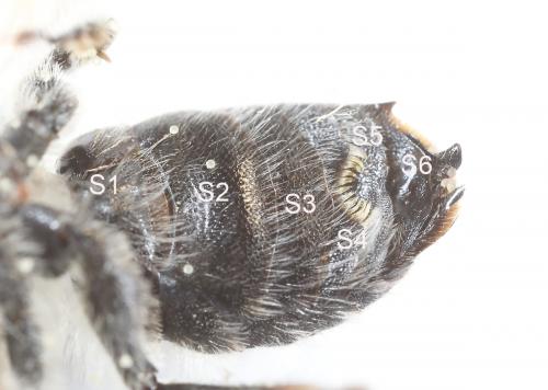 Hoplitis cristatula