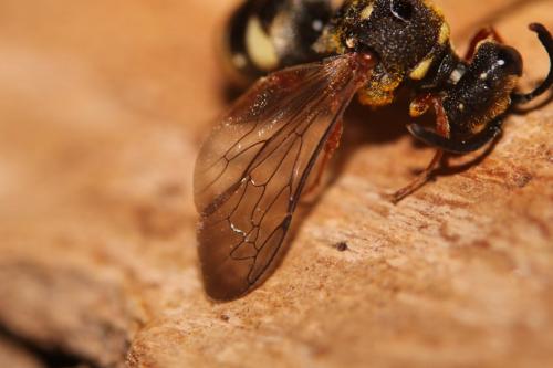 Réf. 262 404 : Brachystegus scalaris