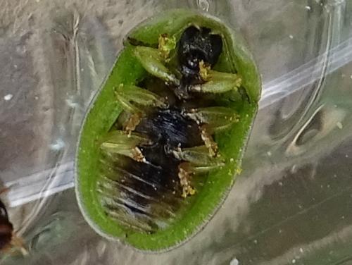 Réf. 262 674 : Cassida denticollis