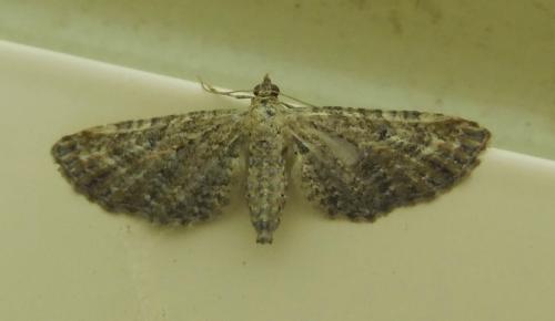 Eupithecia millefoliata