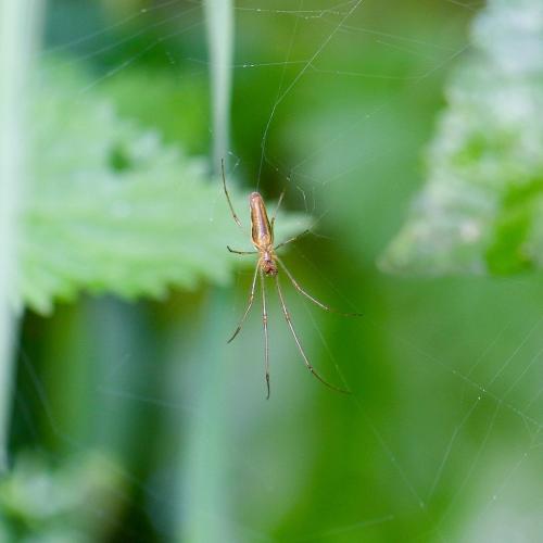 Tetragnatha sp.
