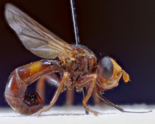 Sicus ferrugineus
