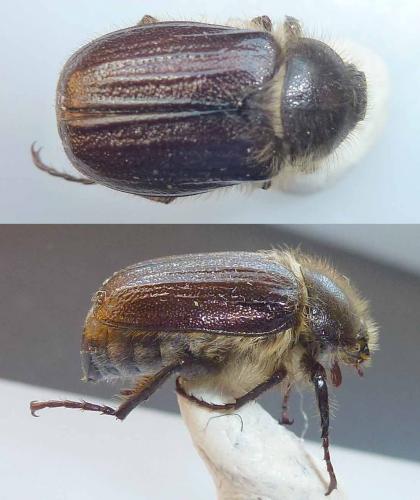 Réf. 262 100 : Amphimallon atrum