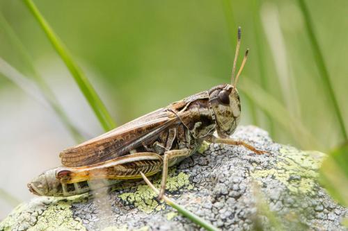 Gomphocerus sibiricus sibiricus