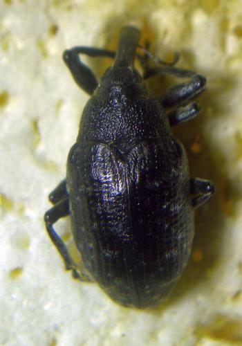 Réf. 262 723 : Larinus sturnus