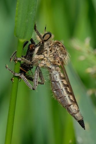 Réf. 262 304 : Machimus rusticus