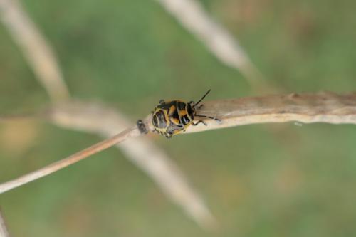 Réf. 262 825 : Eurydema sp.