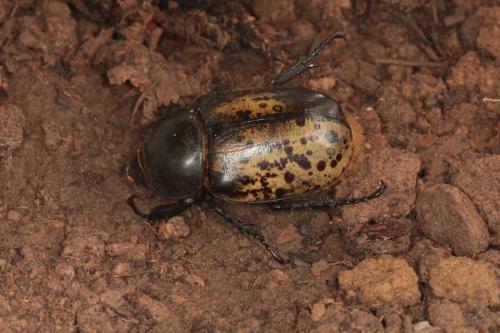 Dynastes tityus