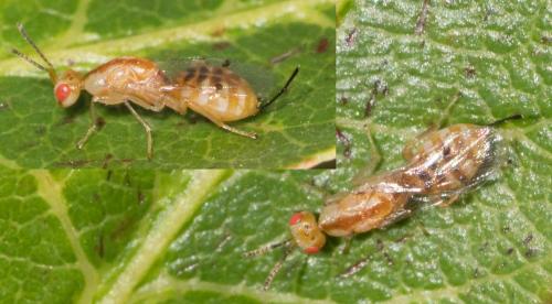 Megastigmus sp.