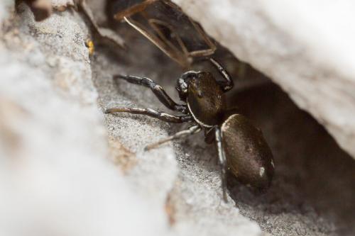 Réf. 262 886 : Heliophanus aeneus