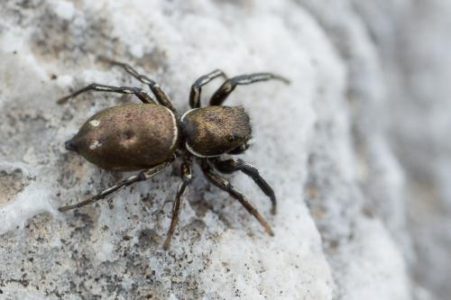Réf. 262 885 : Heliophanus aeneus