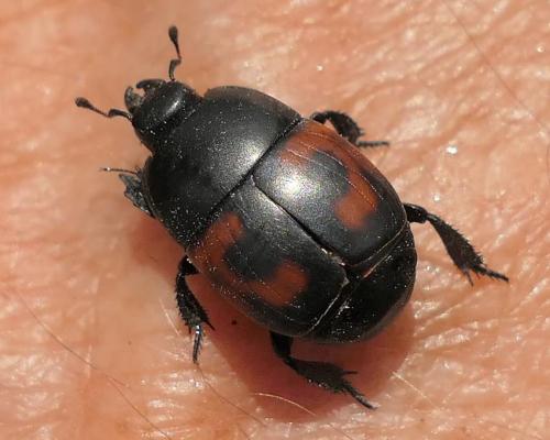 Hister quadrimaculatus