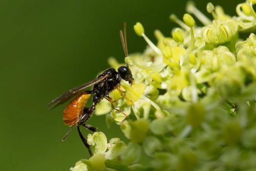 Phaenolobus fulvicornis