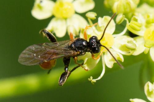 Phaenolobus fulvicornis
