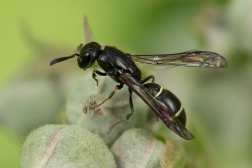 Microdynerus sp.