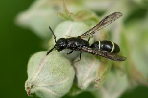 Microdynerus sp.