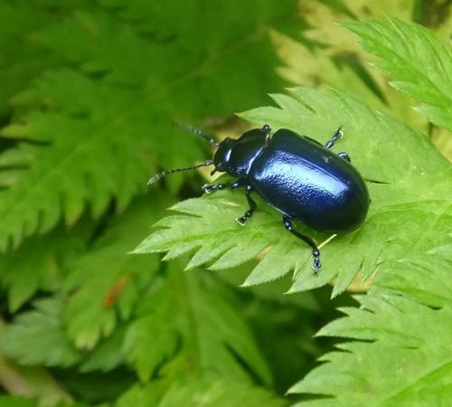Réf. 262 748 : Oreina sp.