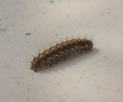 Euplagia quadripunctaria