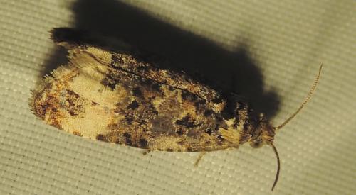 Réf. 262 883 : Endothenia sp.