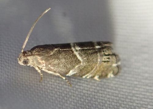 Cydia coniferana