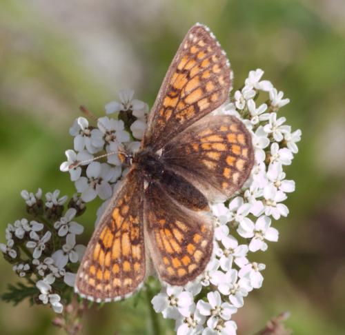 Réf. 262 217 : Melitaea parthenoides