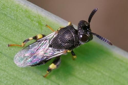 Brachymeria minuta