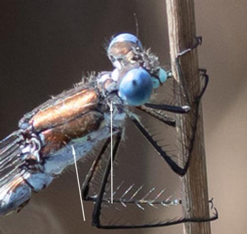 Lestes sp.