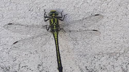 Réf. 262 943 : Gomphus vulgatissimus