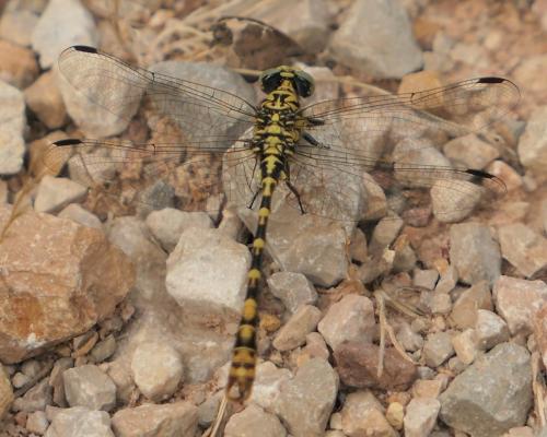 Réf. 262 959 : Onychogomphus forcipatus