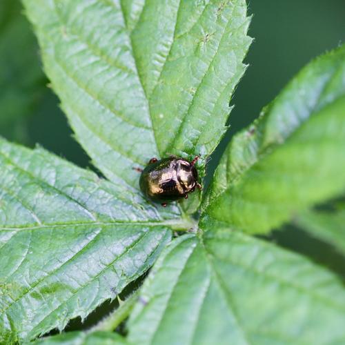 Chrysolina bankii