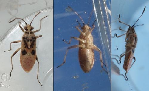 Corizus hyoscyami