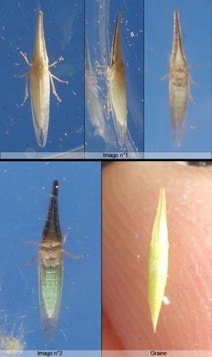 Réf. 262 584 : Paradorydium paradoxum