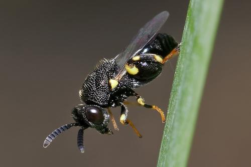 Brachymeria minuta